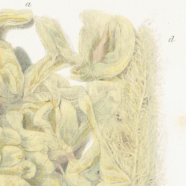 海洋生物 クロナマコ 臓器 （Holothuria Pentactes Intestinal