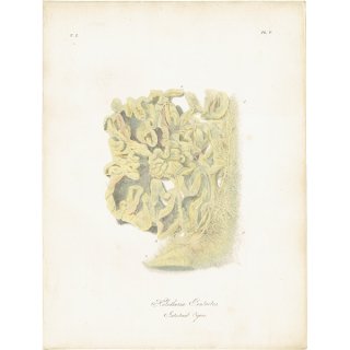 海洋生物 クロナマコ 臓器 （Holothuria Pentactes Intestinal organs）のイギリスアンティークプリント 博物画 標本画｜0145