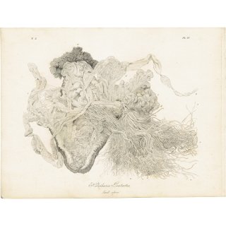 海洋生物 クロナマコの内部（Holothuria Pentactes）のイギリスアンティークプリント 博物画 標本画｜0146