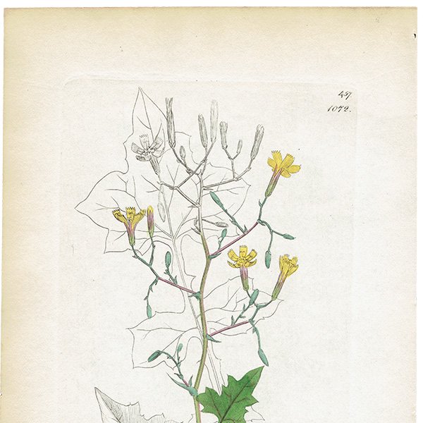 ꥹ ƥ ܥ˥륢/ʪ Ƽǲ Prenanthes muralis.ʥե/ʡ plate.1072,1839ǯ 0586