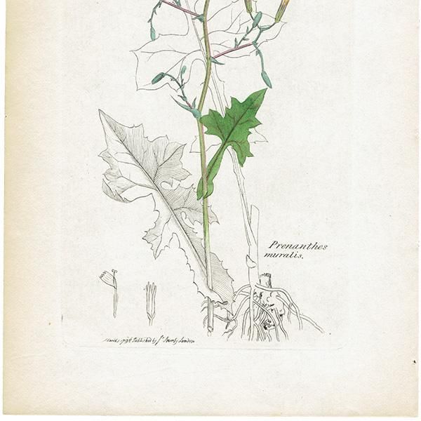 ꥹ ƥ ܥ˥륢/ʪ Ƽǲ Prenanthes muralis.ʥե/ʡ plate.1072,1839ǯ 0586