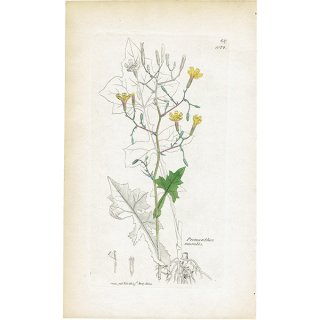 イギリス アンティーク ボタニカルアート/植物画 銅版画 Prenanthes muralis.（フクオウソウ/福王草） plate.1072,1839年 0586