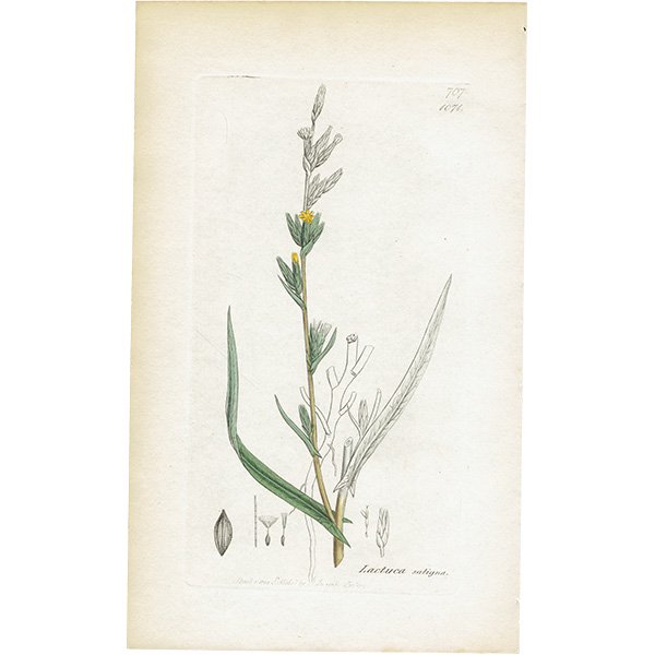 イギリス アンティーク ボタニカルアート/植物画 銅版画 Lactuca