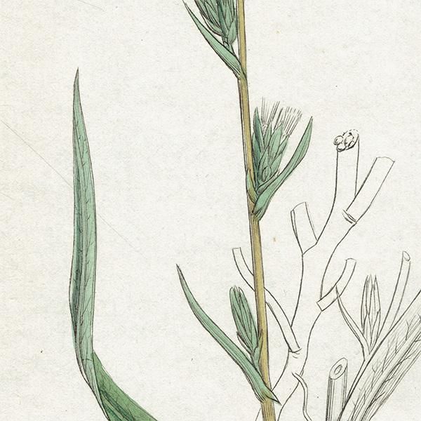 ꥹ ƥ ܥ˥륢/ʪ Ƽǲ Lactuca saligna.ʥΥΥ° plate.1071,1839ǯ 0587