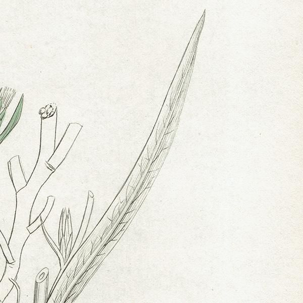 ꥹ ƥ ܥ˥륢/ʪ Ƽǲ Lactuca saligna.ʥΥΥ° plate.1071,1839ǯ 0587