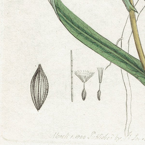 ꥹ ƥ ܥ˥륢/ʪ Ƽǲ Lactuca saligna.ʥΥΥ° plate.1071,1839ǯ 0587