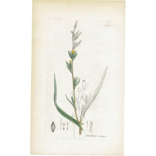 イギリス アンティーク ボタニカルアート/植物画 銅版画 Lactuca saligna.（アキノノゲシ属） plate.1071,1839年 0587