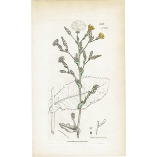イギリス アンティーク ボタニカルアート/植物画 銅版画 Lactuca virosa.（ワイルドレタス） plate.1069,1839年 0588