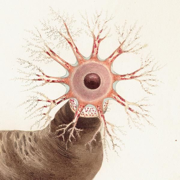海洋生物 Holothuria fusus ナマコ科 アンティークプリント 博物