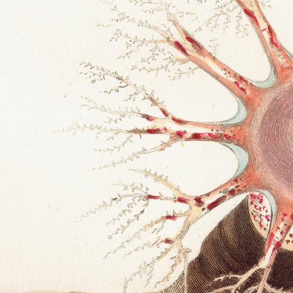 海洋生物 クロナマコ 臓器 （Holothuria Pentactes Intestinal