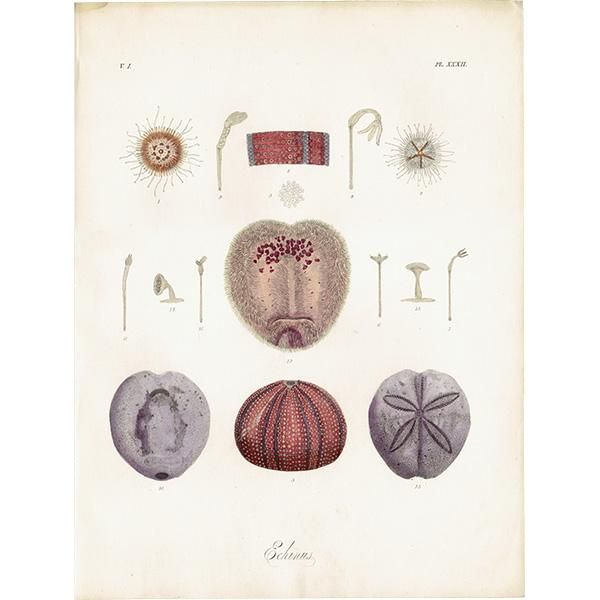 海の生物 ウニ(Echinus)イギリスアンティークプリント 博物画 海の生物 ウニ(Echinus)イギリスアンティークプリント 博物画
