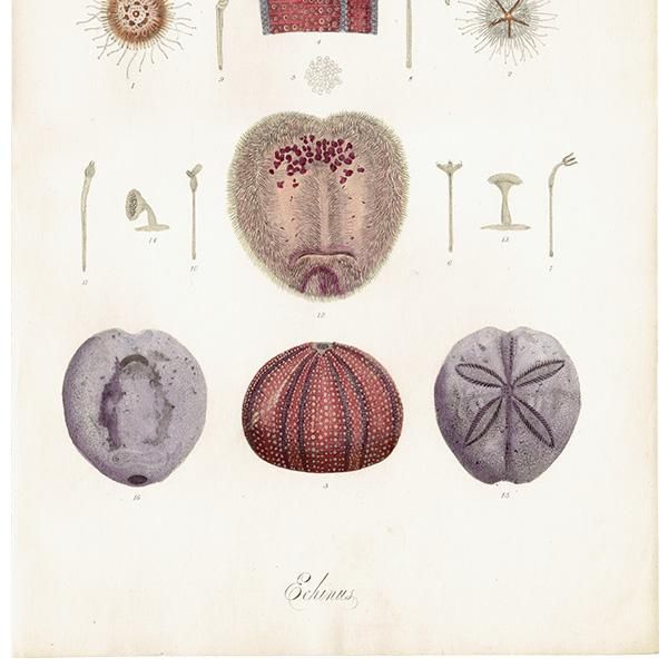 海の生物 ウニ（Echinus）イギリスアンティークプリント 博物画