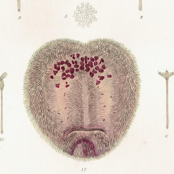 海の生物 ウニ(Echinus)イギリスアンティークプリント 博物画 海の生物 ウニ(Echinus)イギリスアンティークプリント 博物画