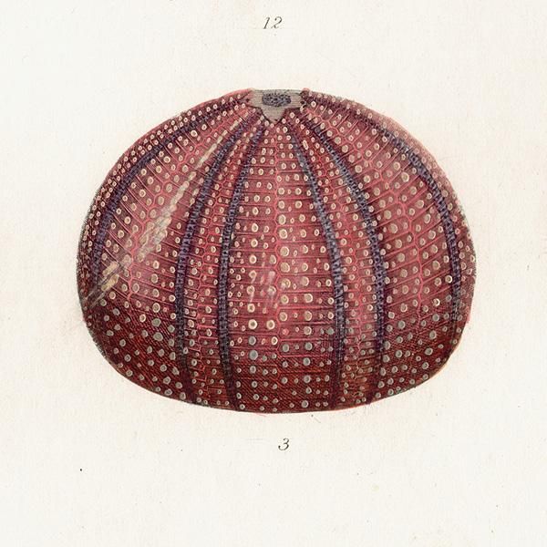 海の生物 ウニ(Echinus)イギリスアンティークプリント 博物画 海の生物 ウニ(Echinus)イギリスアンティークプリント 博物画