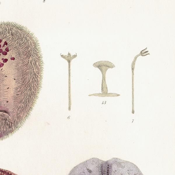 海の生物 ウニ(Echinus)イギリスアンティークプリント 博物画 海の生物 ウニ(Echinus)イギリスアンティークプリント 博物画