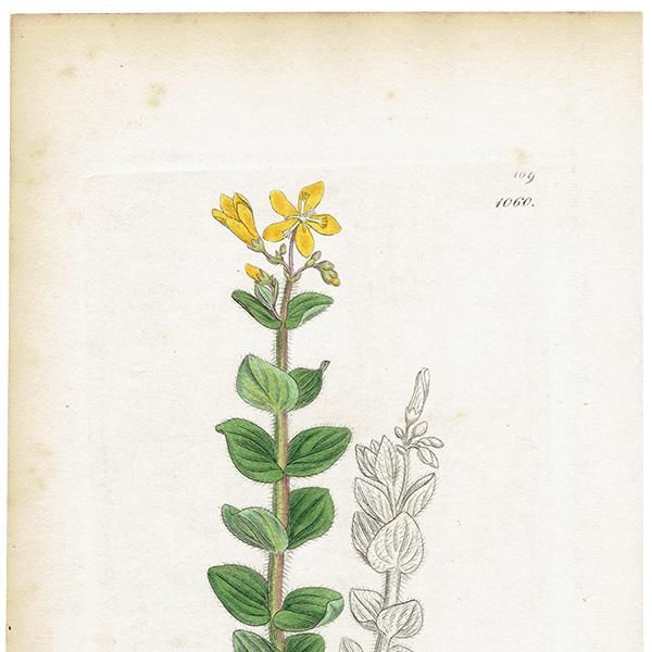 ꥹ ƥ ܥ˥륢 / ʪ Ƽǲ Hypericum elodes. ȥ꥽ plate.1060,1839ǯ 0589