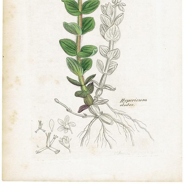 ꥹ ƥ ܥ˥륢 / ʪ Ƽǲ Hypericum elodes. ȥ꥽ plate.1060,1839ǯ 0589