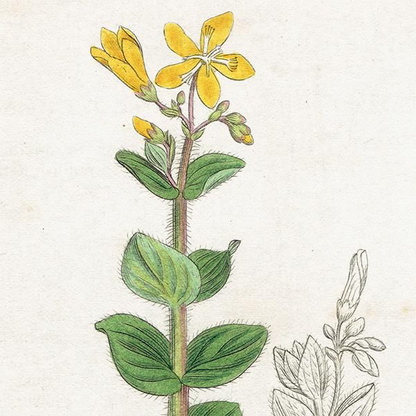 ꥹ ƥ ܥ˥륢 / ʪ Ƽǲ Hypericum elodes. ȥ꥽ plate.1060,1839ǯ 0589