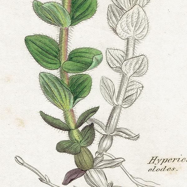 ꥹ ƥ ܥ˥륢 / ʪ Ƽǲ Hypericum elodes. ȥ꥽ plate.1060,1839ǯ 0589