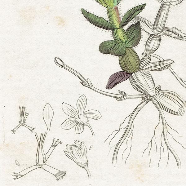 ꥹ ƥ ܥ˥륢 / ʪ Ƽǲ Hypericum elodes. ȥ꥽ plate.1060,1839ǯ 0589