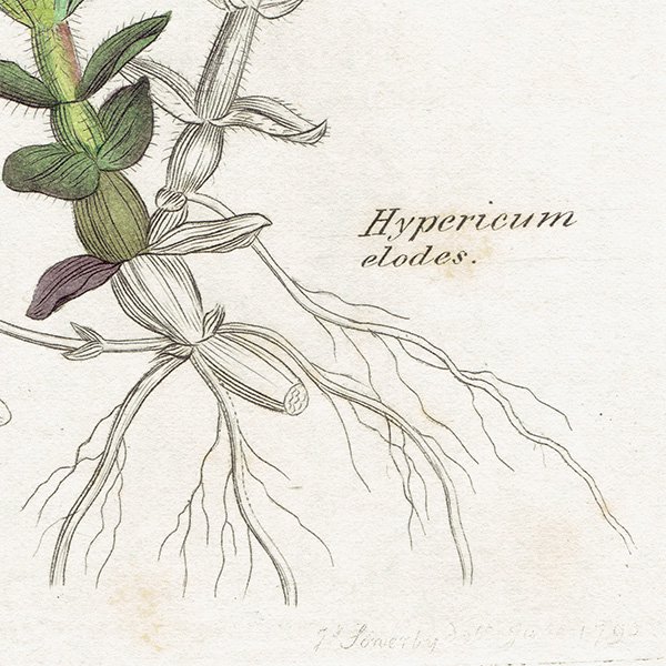 ꥹ ƥ ܥ˥륢 / ʪ Ƽǲ Hypericum elodes. ȥ꥽ plate.1060,1839ǯ 0589