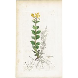 ꥹ ƥ ܥ˥륢 / ʪ Ƽǲ Hypericum elodes. ȥ꥽ plate.1060,1839ǯ 0589