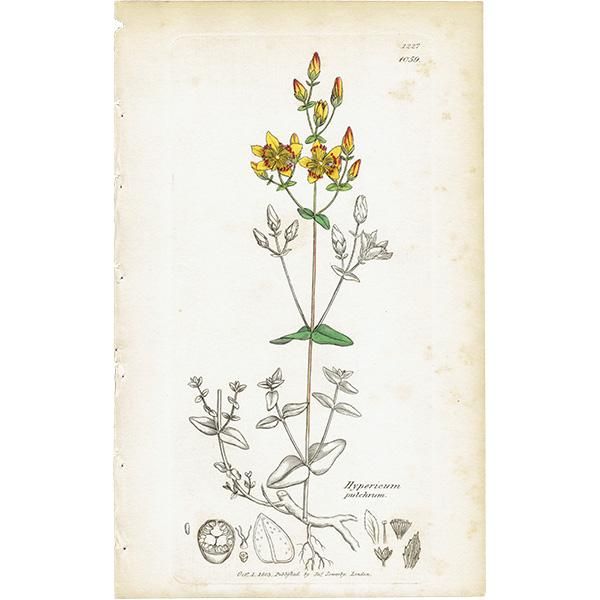 ꥹ ƥ ܥ˥륢 / ʪ Ƽǲ Hypericum pulchrum. ȥ꥽ plate.1059,1839ǯ 0590