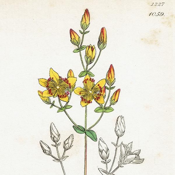 ꥹ ƥ ܥ˥륢 / ʪ Ƽǲ Hypericum pulchrum. ȥ꥽ plate.1059,1839ǯ 0590