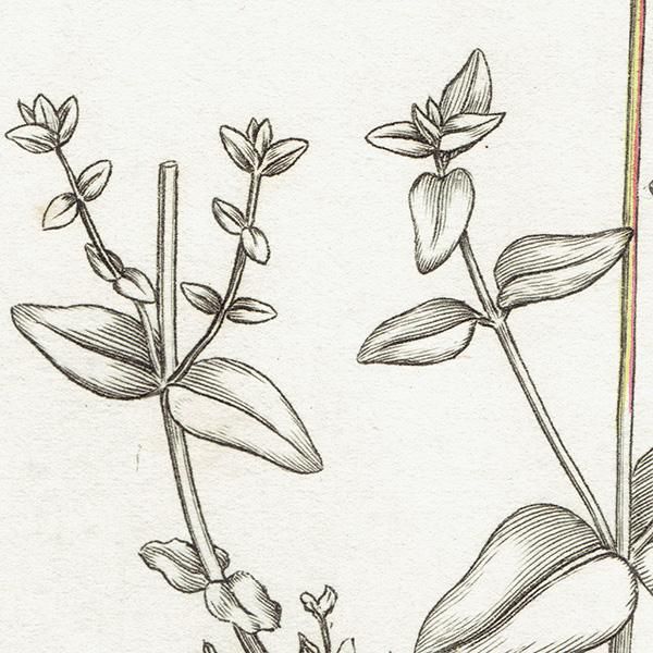 ꥹ ƥ ܥ˥륢 / ʪ Ƽǲ Hypericum pulchrum. ȥ꥽ plate.1059,1839ǯ 0590