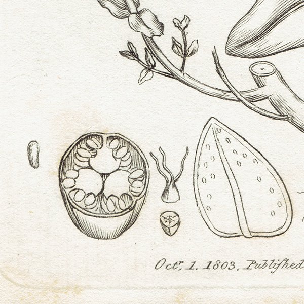 ꥹ ƥ ܥ˥륢 / ʪ Ƽǲ Hypericum pulchrum. ȥ꥽ plate.1059,1839ǯ 0590