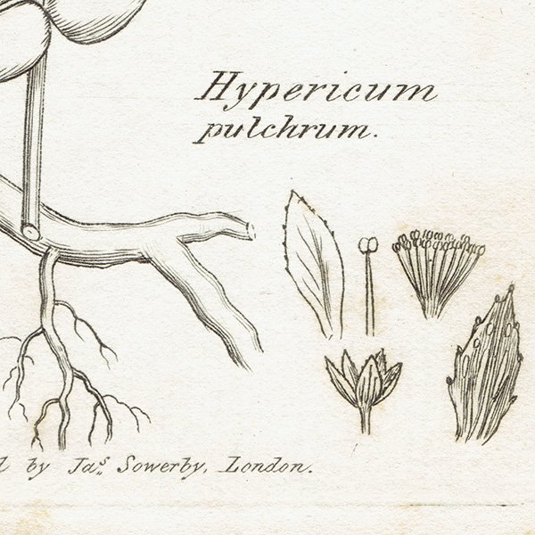 ꥹ ƥ ܥ˥륢 / ʪ Ƽǲ Hypericum pulchrum. ȥ꥽ plate.1059,1839ǯ 0590