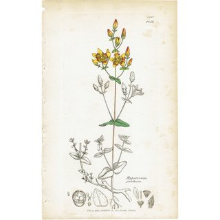 イギリス アンティーク ボタニカルアート / 植物画 銅版画 Hypericum pulchrum. オトギリソウ科 plate.1059,1839年 0590