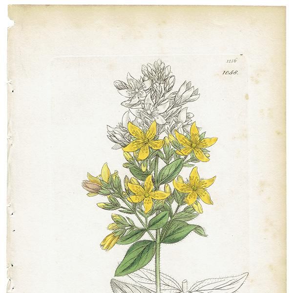 イギリス アンティーク ボタニカルアート / 植物画 銅版画 Hypericum hirsutum. オトギリソウ科 plate.1058,1839年 イギリス アンティーク ボタニカルアート / 植物画 銅版画 Hypericum hirsutum. オトギリソウ科 plate.1058,1839年