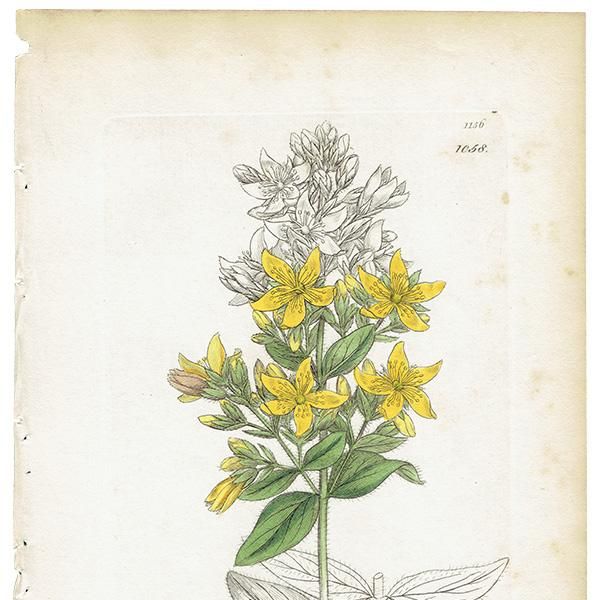 ꥹ ƥ ܥ˥륢 / ʪ Ƽǲ Hypericum hirsutum. ȥ꥽ plate.1058,1839ǯ 0591