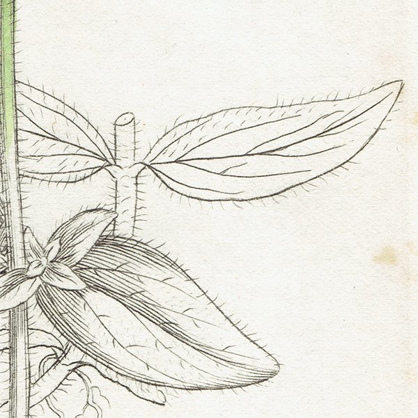 イギリス アンティーク ボタニカルアート / 植物画 銅版画 Hypericum hirsutum. オトギリソウ科 plate.1058,1839年 0591