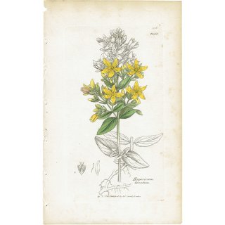 イギリス アンティーク ボタニカルアート / 植物画 銅版画 Hypericum hirsutum. オトギリソウ科 plate.1058,1839年 0591