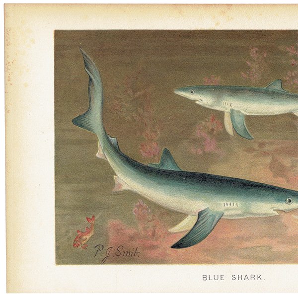 海の生物 ヨシキリザメ ブルーシャーク BLUE SHARK イギリス