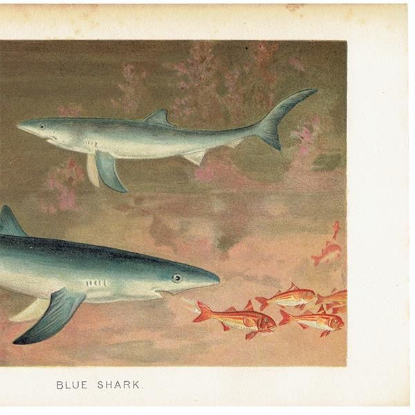 ʪ 襷ꥶ ֥롼㡼 BLUE SHARK ꥹƥץ ʪ ɸܲ0166