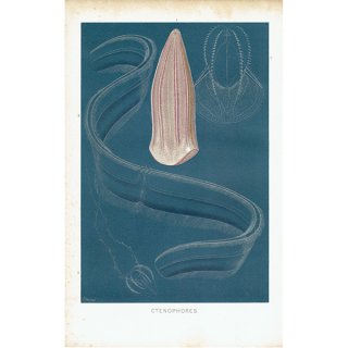 海の生物 有櫛動物 クシクラゲ類 CTENOPHORES イギリスアンティークプリント 博物画 標本画｜0168