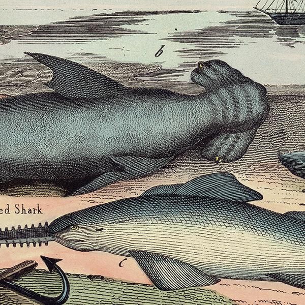 海の生物 ハンマーヘッドシャーク Hammer headed Shark | Saw