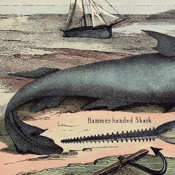ʪ ϥޡإåɥ㡼 Hammer headed Shark |  Saw-Fish Υꥨ ꥹƥץ ʪ ɸܲ0167