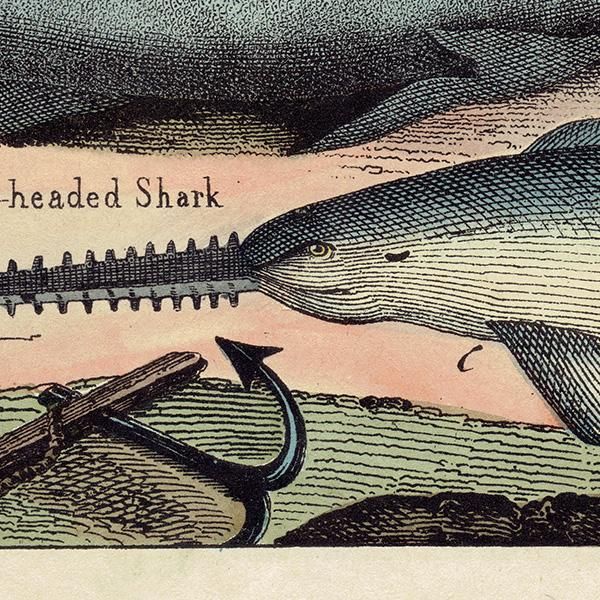 ʪ ϥޡإåɥ㡼 Hammer headed Shark |  Saw-Fish Υꥨ ꥹƥץ ʪ ɸܲ0167