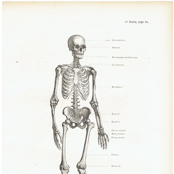 フランス　人体骨格図　スケルトン　0010　解剖学　アンティークプリント