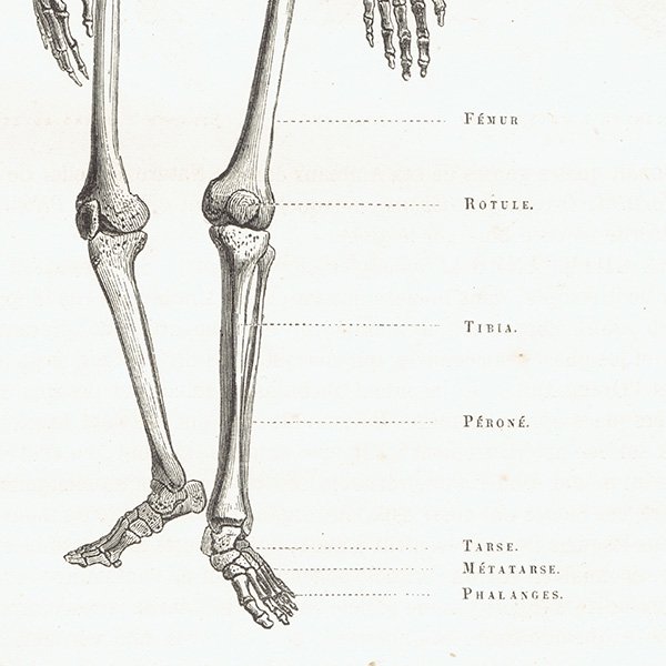 人体骨格図 解剖学 フランス アンティークプリント スケルトン   0010
