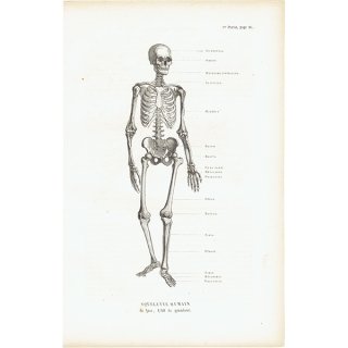 解剖学 Anatomyのアンティークプリント - アンティークプリント u0026 ヴィンテージプリント、古い紙もの・古い洋書の専門店 コンフィーデザイン