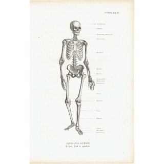 解剖学 Anatomyのアンティークプリント - アンティークプリント