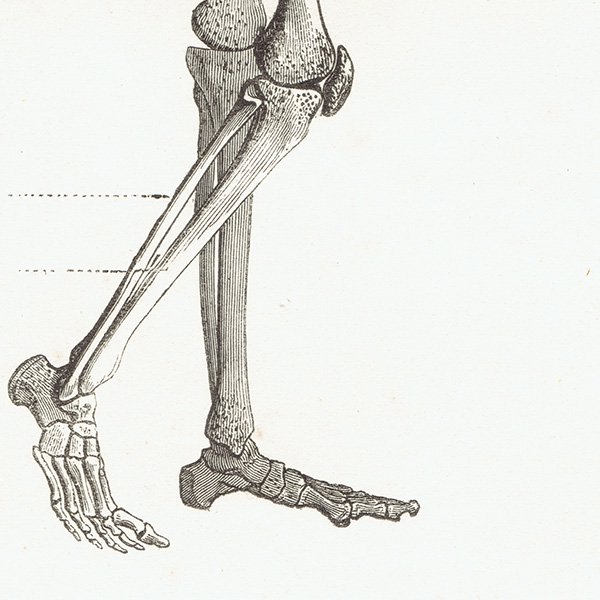 人体骨格図 解剖学 フランス アンティークプリント 0011-