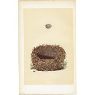 イギリス アンティークプリント バードエッグ（鳥の卵）SEDGE WARBLER / スゲヨシキリ の卵と巣 0120