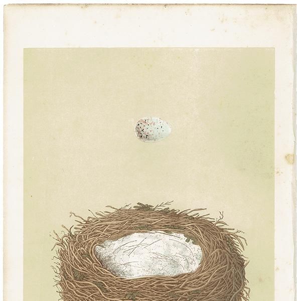 ꥹ ƥץ СɥåĻLINNET / ͥҥ  0121