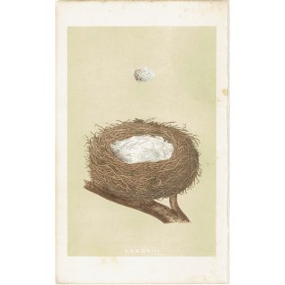イギリス アンティークプリント バードエッグ（鳥の卵）LINNET / ムネアカヒワ の卵と巣 0121